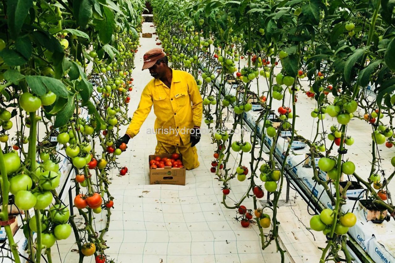 Hydroponics tomato farm with ripe tomatoes growing in a soilless system