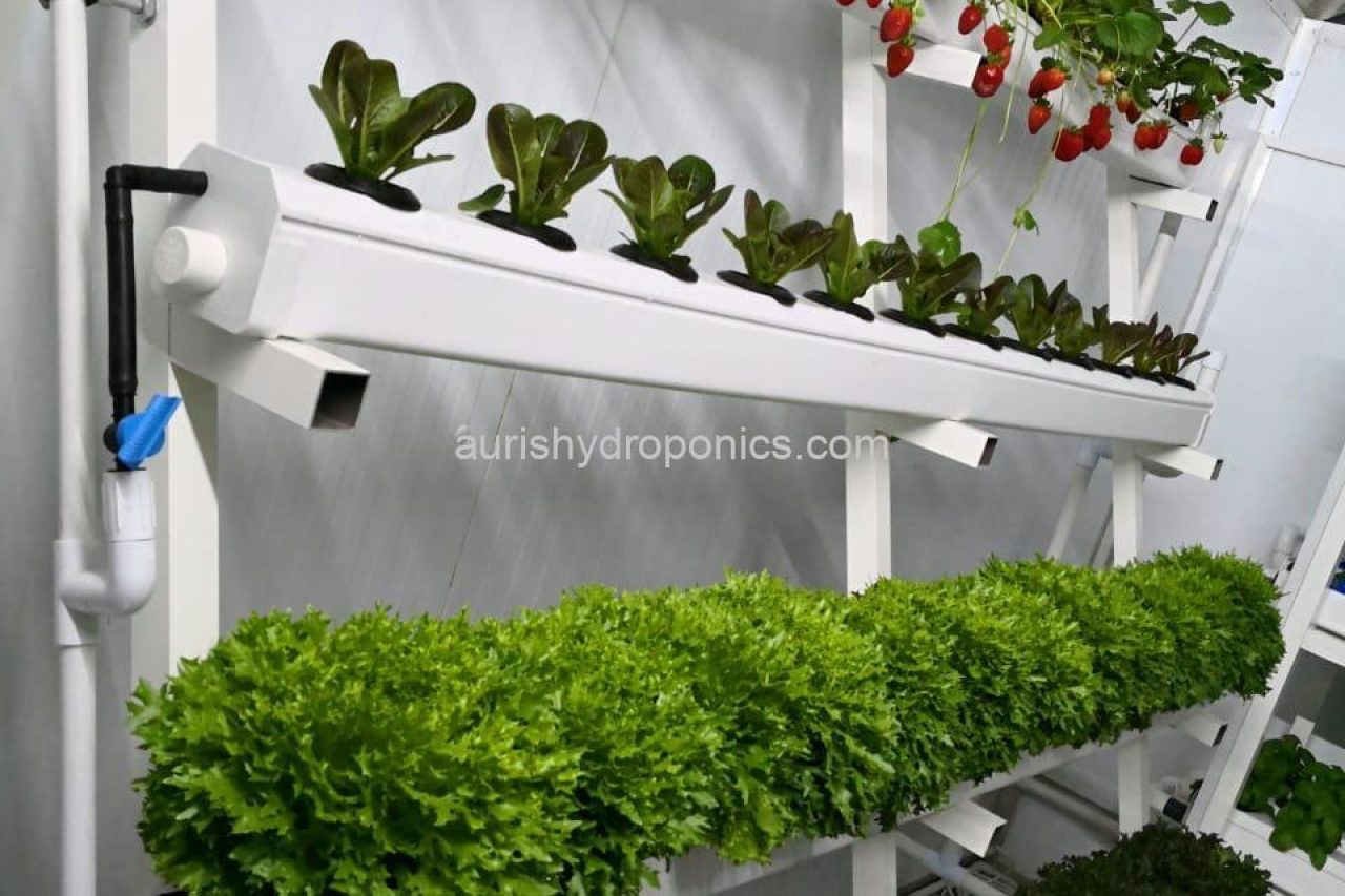 Terrace balcony rooftop farm with mixed crops including strawberries, tomatoes, and leafy greens using sustainable urban farming