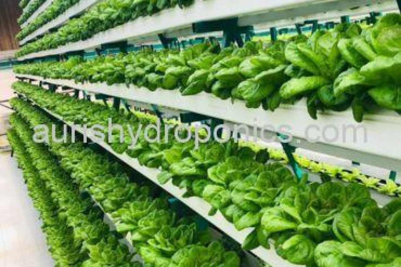 Aquaponic solutions combining fish farming and hydroponic plant growth for sustainable urban agriculture